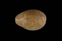 藏品(紫花寶螺)的圖片